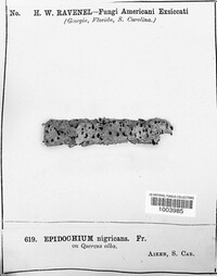 Epidochium nigricans image